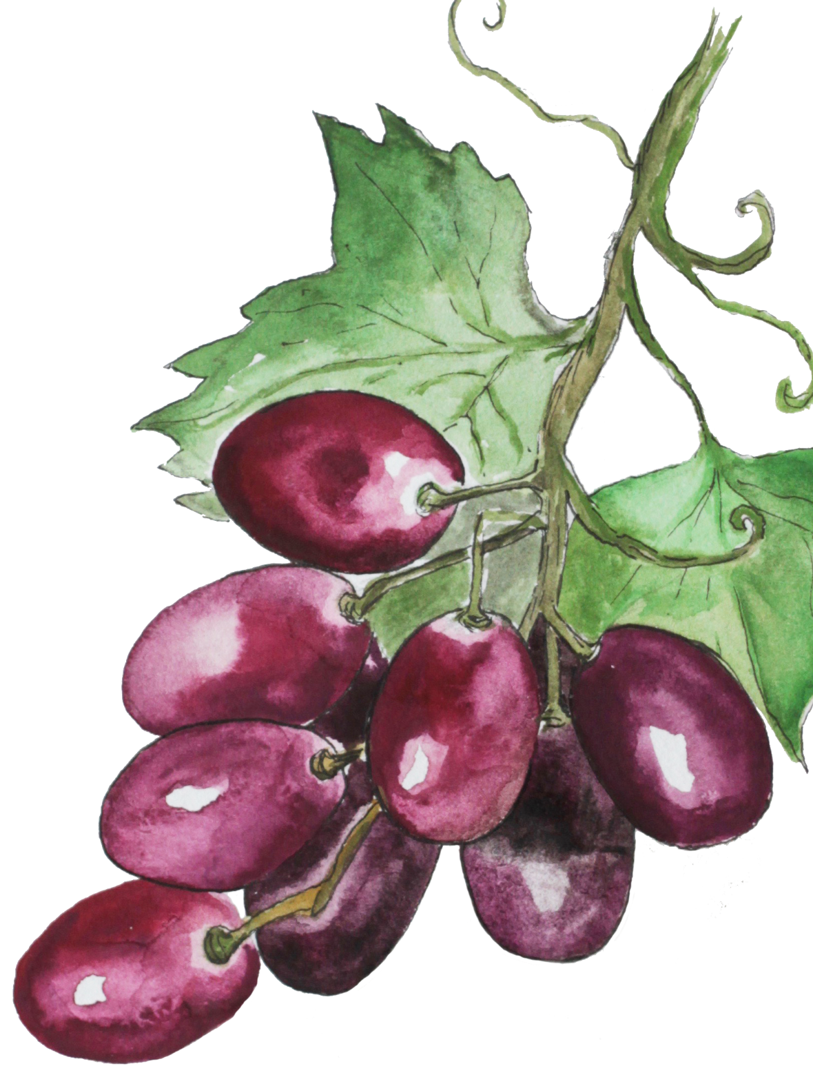 Red Grapes illustration